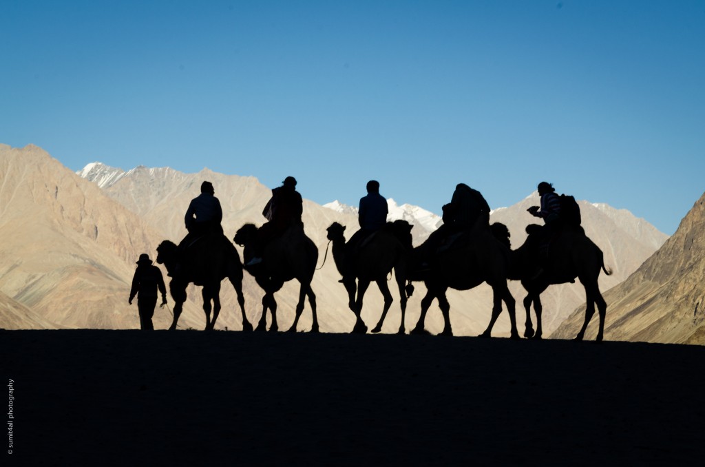 Camel Safari on double humped camels near Hunder, Ladakh, India