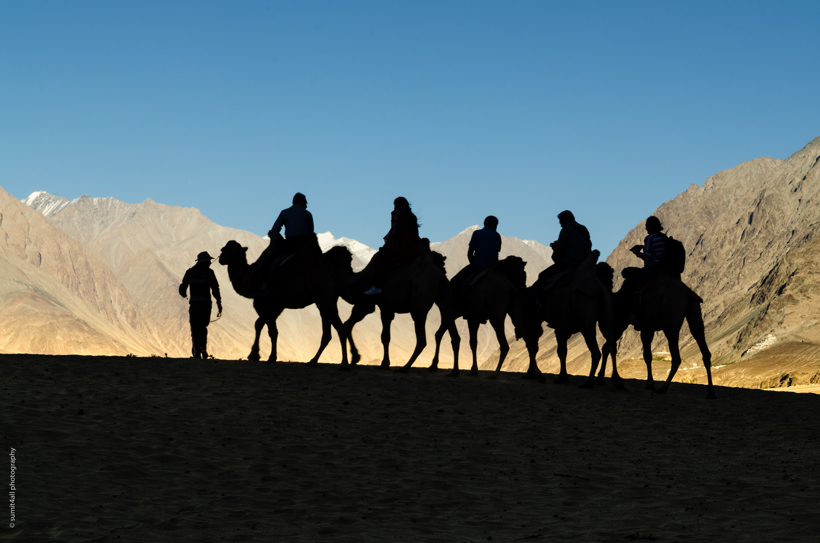 Double Humped Camel Ride in Hunder, Leh