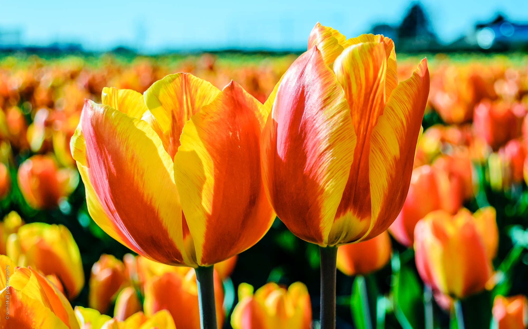 Tulips in Netherlands